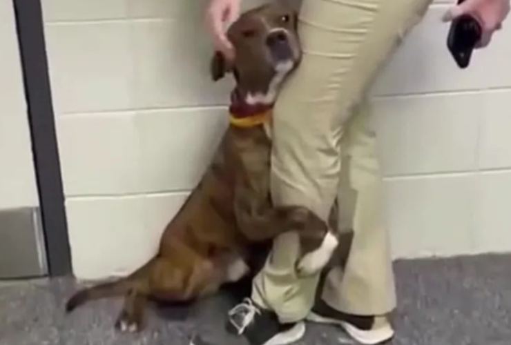 Cane rimane abbracciato alla gamba di un volontario